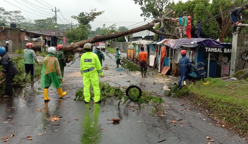 Hujan Disertai Angin Kencang, Akibatkan Pohon Tumbang Menimpa 7 Bangunan Milik Warga