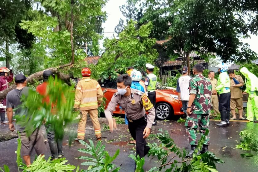 Hujan Dengan Angin Kencang, Empat Kendaraan di Temanggung Tertimpa Pohon Tumbang