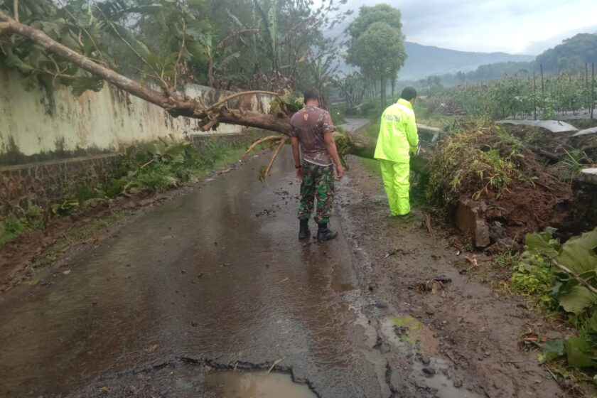 Hujan Disertai Angin Kencang, Pohon Jati Setinggi 25 Meter Timpa 9 Rumah Warga