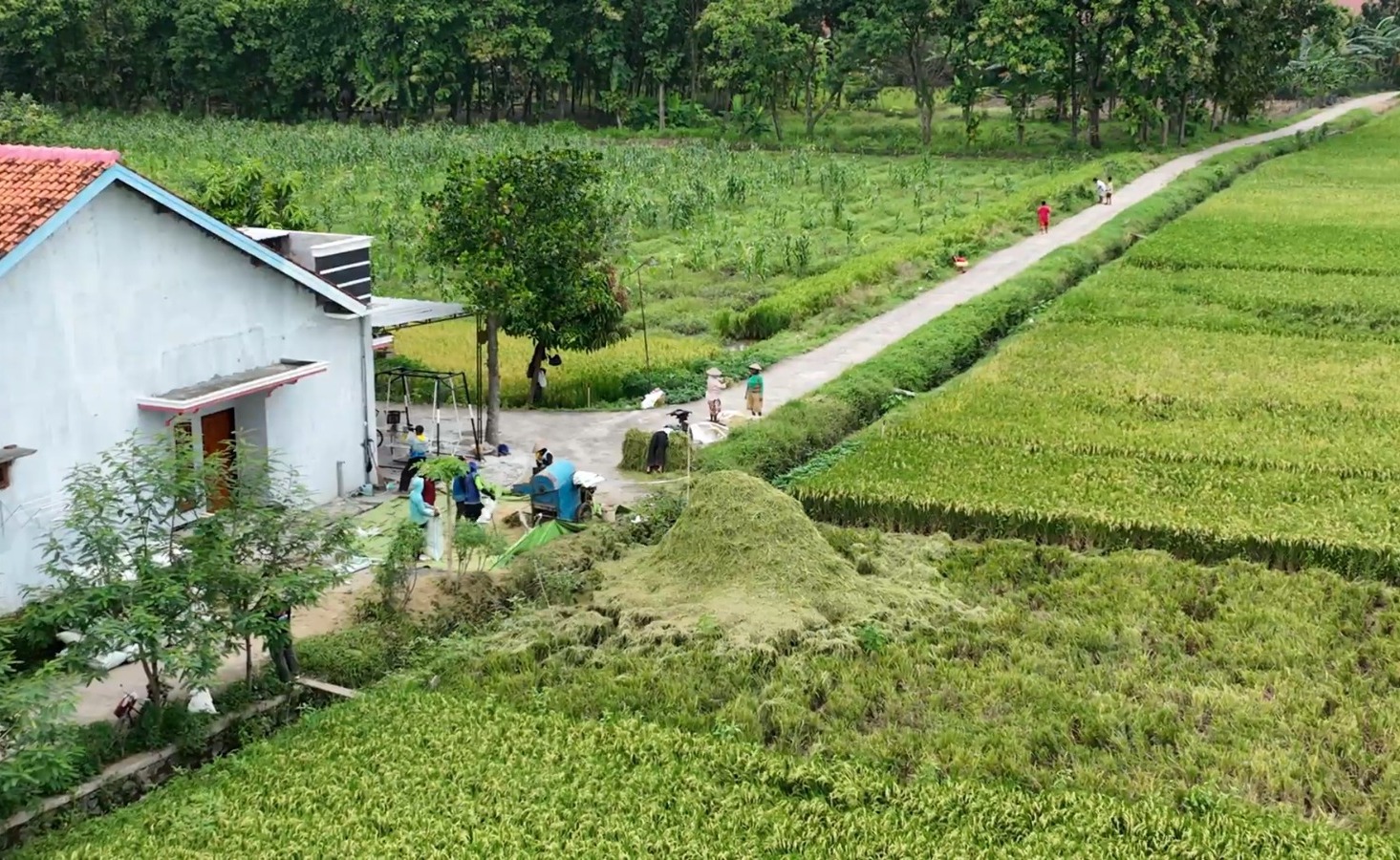 Bantuan Irigasi dari Gubernur Ganjar Tingkatkan Kualitas dan Kuantitas Panen Petani di Kendal