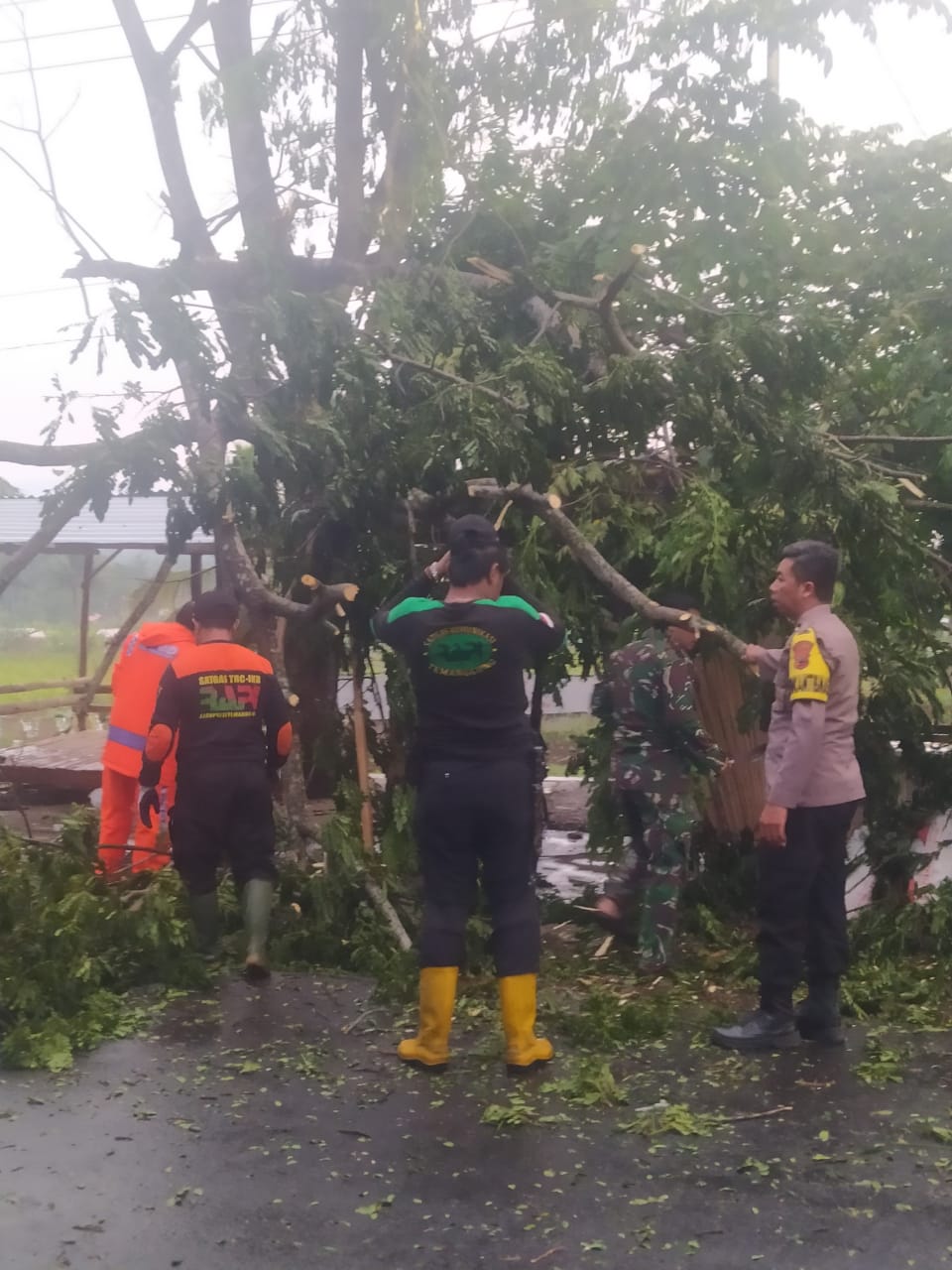 Petugas Gabungan Evakuasi Pohon Tumbang Akibat Hujan Deras Disertai Angin Kencang Di Temanggung